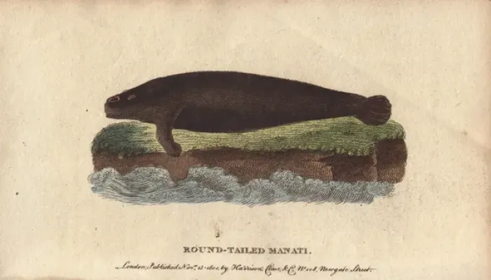 Framed Print : Round-tailed manati or manatee, Trichechus manati Framed Print : Round-tailed manati or manatee, Trichechus manati