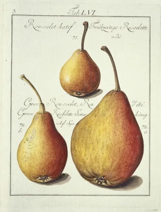 Framed Print : Rousselet hatif, pear Framed Print : Rousselet hatif, pear
