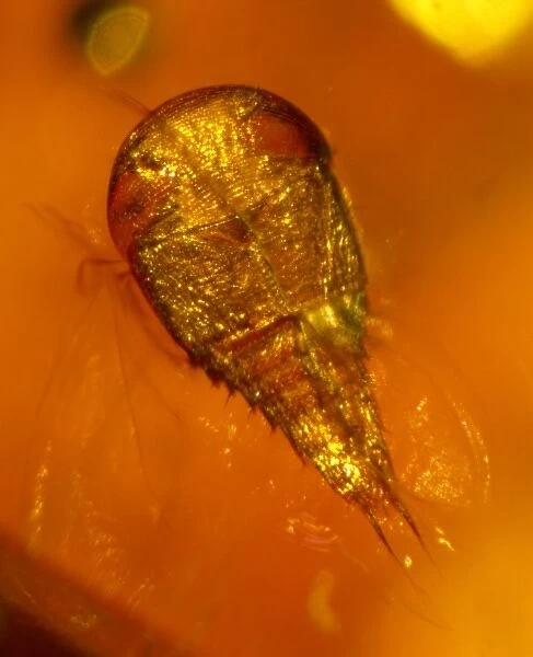 Rove beetle in amber
