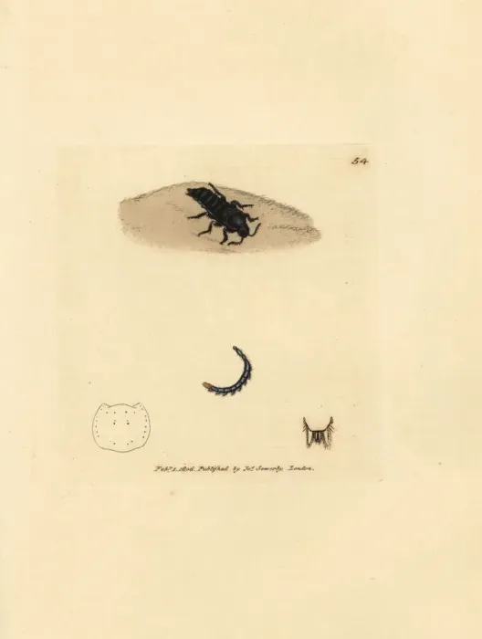 Framed Print : Rove beetle, Velleius dilatatus Framed Print : Rove beetle, Velleius dilatatus