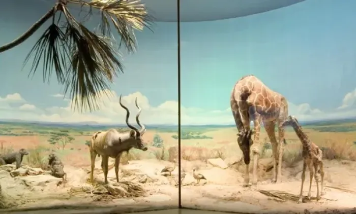 Framed Print : The Rowland Ward Diorama Framed Print : The Rowland Ward Diorama