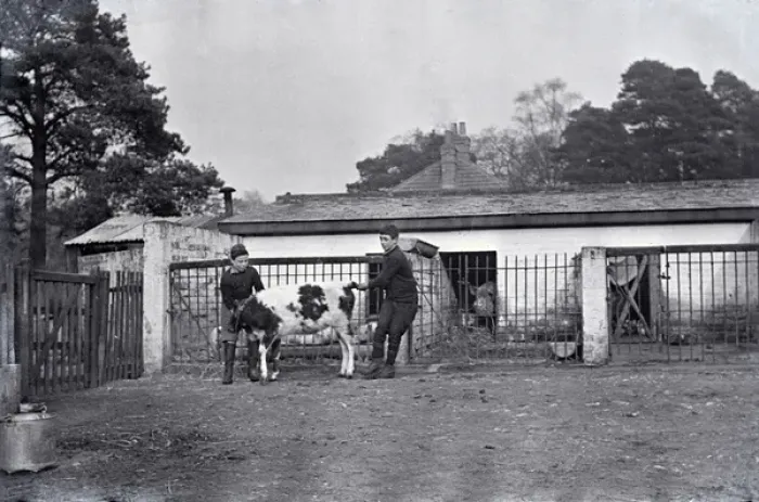 Framed Print : Royal Albert Orphanage, Bagshot, Surrey - farmyard and pigs Framed Print : Royal Albert Orphanage, Bagshot, Surrey - farmyard and pigs