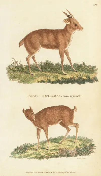 Framed Print : Royal antelope, Neotragus pygmaeus, male and female Framed Print : Royal antelope, Neotragus pygmaeus, male and female