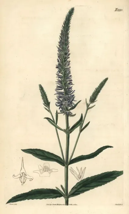Framed Print : Royal candles, Veronica spicata subsp. orchidea Framed Print : Royal candles, Veronica spicata subsp. orchidea