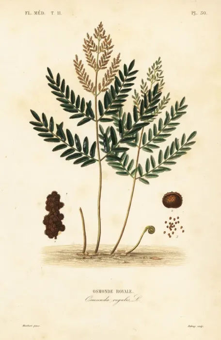 Framed Print : Royal fern, Osmunda regalis Framed Print : Royal fern, Osmunda regalis