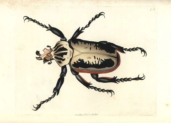 Royal goliath beetle, Goliathus regius