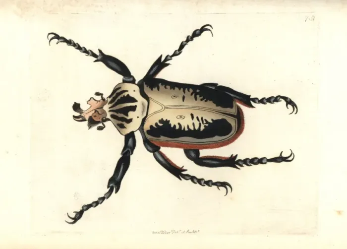Framed Print : Royal goliath beetle, Goliathus regius Framed Print : Royal goliath beetle, Goliathus regius