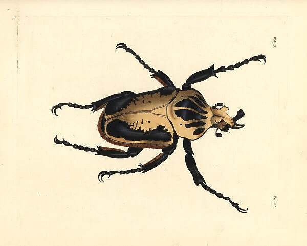 Royal goliath beetle, Goliathus regius