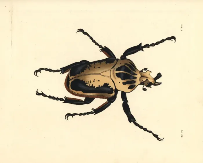 Framed Print : Royal goliath beetle, Goliathus regius Framed Print : Royal goliath beetle, Goliathus regius