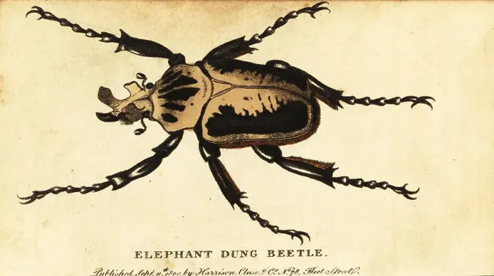 Framed Print : Royal goliath beetle, Goliathus regius Framed Print : Royal goliath beetle, Goliathus regius