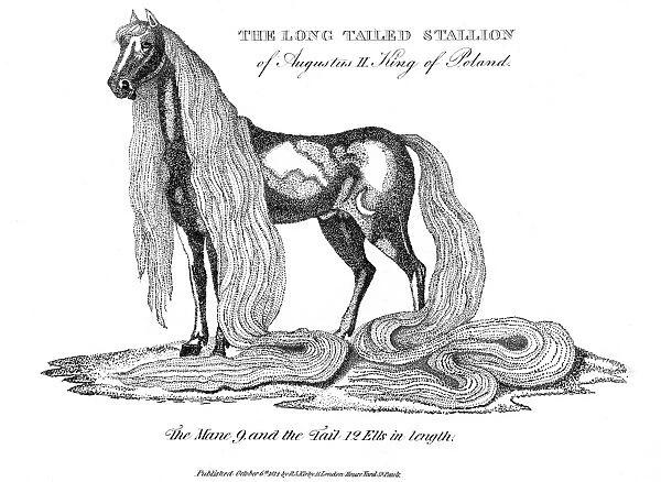Royal horse with very long mane and tail, 1814