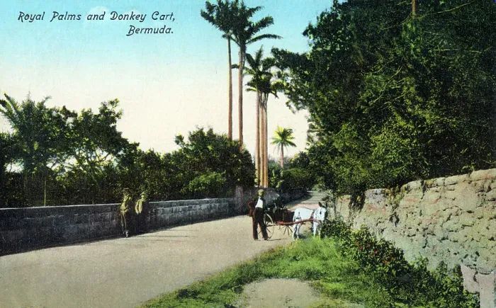 Framed Print : Royal Palms and Donkey Cart, Bermuda Framed Print : Royal Palms and Donkey Cart, Bermuda