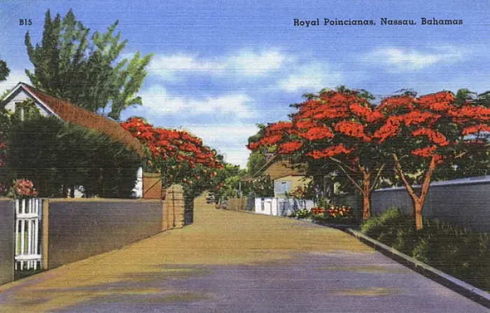 Framed Print : Royal Poincianas in Nassau, Bahamas, West Indies Framed Print : Royal Poincianas in Nassau, Bahamas, West Indies