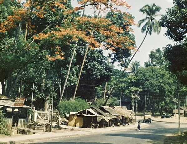 Royal Poinsiana in Churchill Road - Rangoon