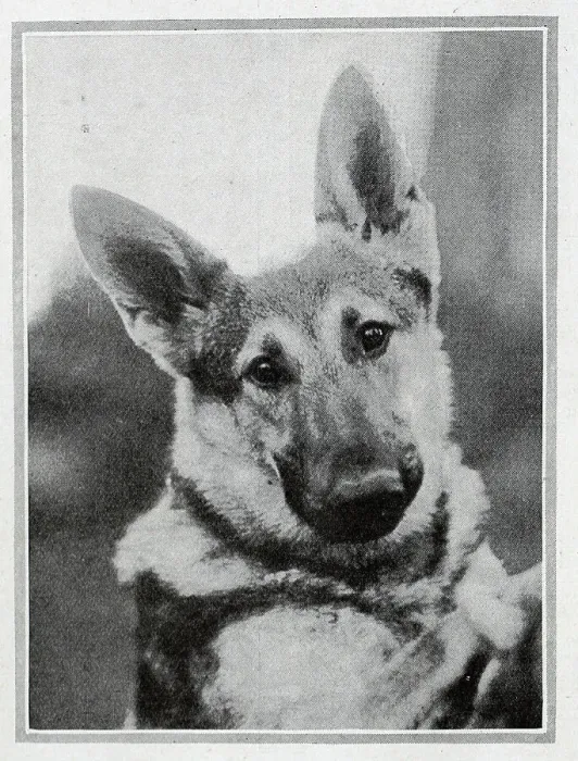 Framed Print : A Royal Puppy Framed Print : A Royal Puppy
