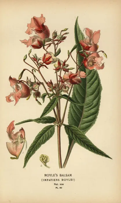 Framed Print : Royles balsam, Impatiens roylei Framed Print : Royles balsam, Impatiens roylei