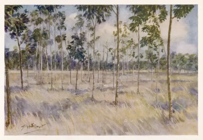 Framed Print : Rubber Plantation / Borneo Framed Print : Rubber Plantation / Borneo