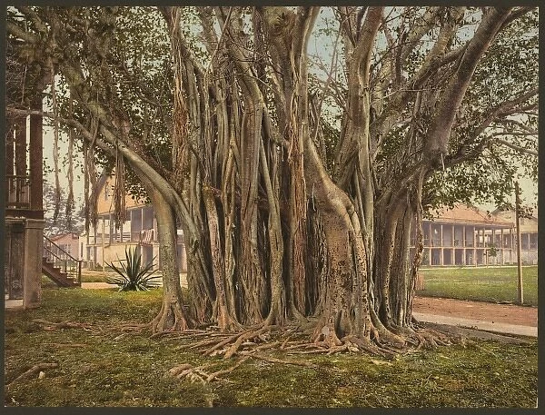 Rubber tree in the U. S. barracks, Key West