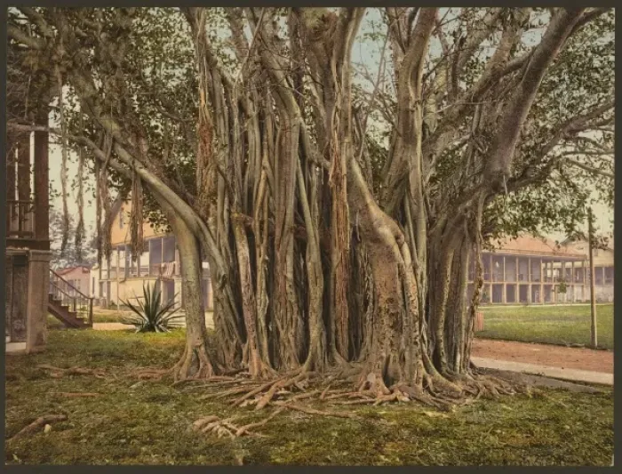 Framed Print : Rubber tree in the U. S. barracks, Key West Framed Print : Rubber tree in the U. S. barracks, Key West