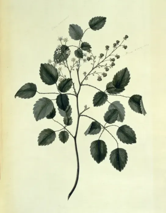 Framed Print : Rubus australis, bush lawyer Framed Print : Rubus australis, bush lawyer
