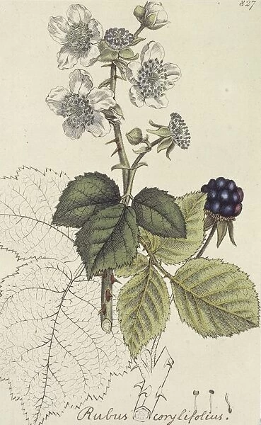 Rubus corylifolia, blackberry