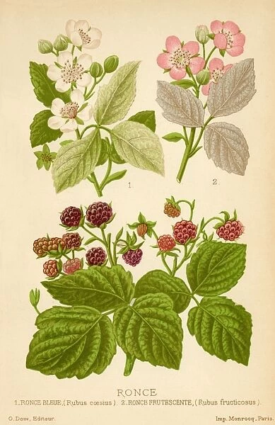 Rubus Fructocosus