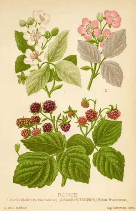 Framed Print : Rubus Fructocosus