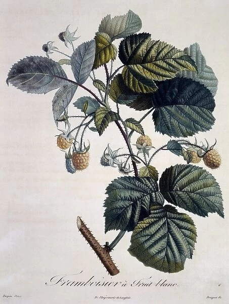 Rubus idaeus, raspberry
