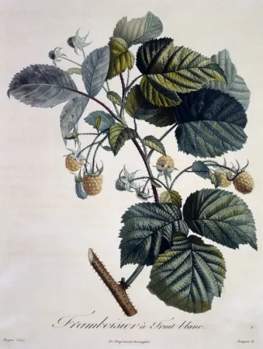 Framed Print : Rubus idaeus, raspberry Framed Print : Rubus idaeus, raspberry