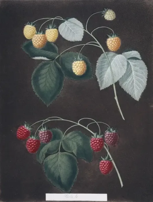 Framed Print : Rubus idaeus, raspberry Framed Print : Rubus idaeus, raspberry