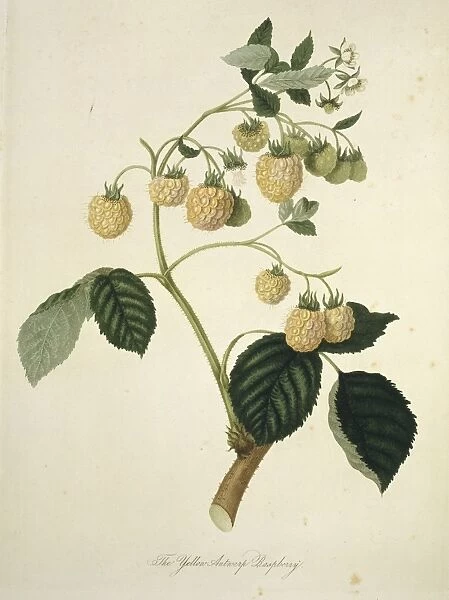 Rubus idaeus, yellow Antwerp raspberry