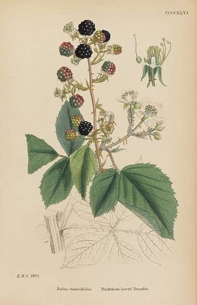 Rubus Rhamnifolius