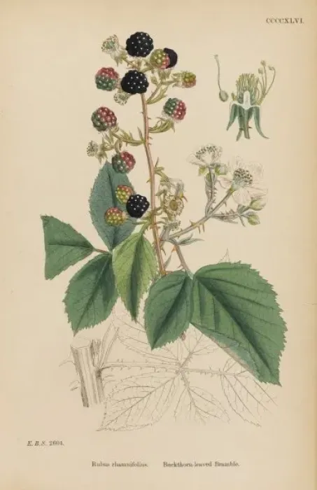 Framed Print : Rubus Rhamnifolius Framed Print : Rubus Rhamnifolius