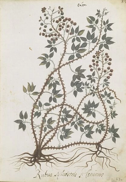 Rubus sylvestris