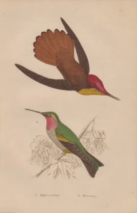 Framed Print : Ruby-crested, Chrysolampis mosquitus, and ruby-throated