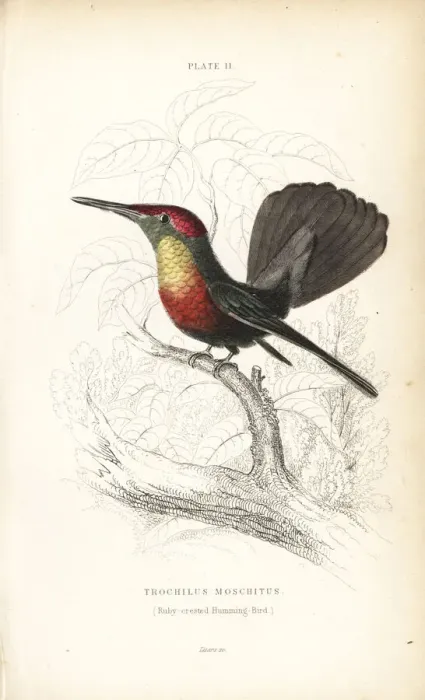 Framed Print : Ruby-crested hummingbird, Chrysolampis mosquitus