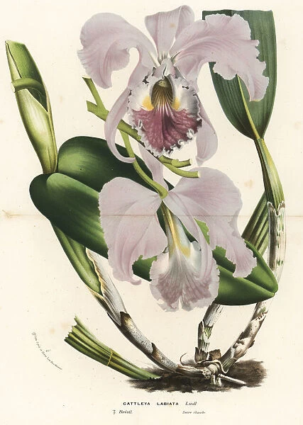 Ruby-lipped cattleya orchid, Cattleya labiata
