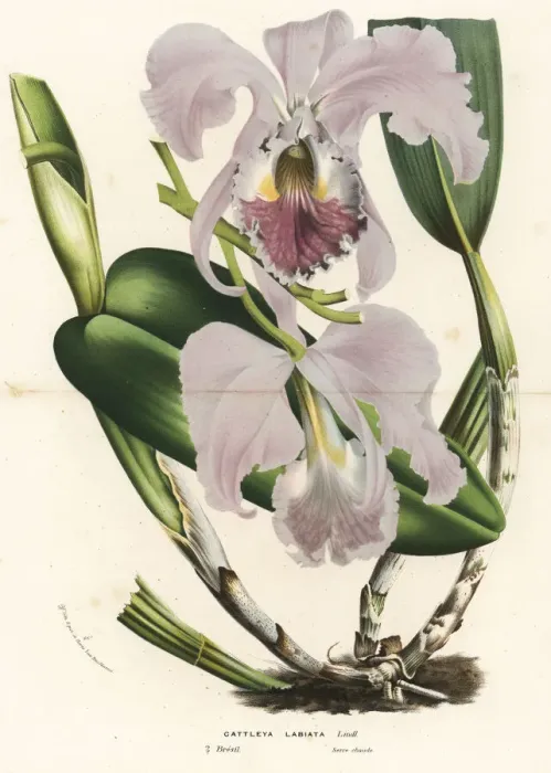 Framed Print : Ruby-lipped cattleya orchid, Cattleya labiata Framed Print : Ruby-lipped cattleya orchid, Cattleya labiata