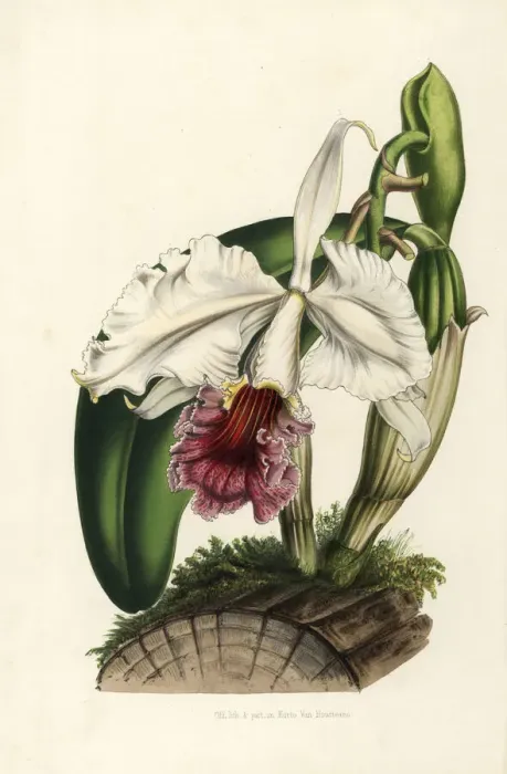 Framed Print : Ruby-lipped cattleya orchid, Cattleya labiata