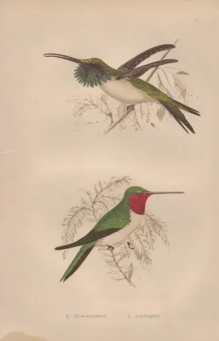 Framed Print : Ruby-throated, Calothorax lucifer, and Amethystine Framed Print : Ruby-throated, Calothorax lucifer, and Amethystine