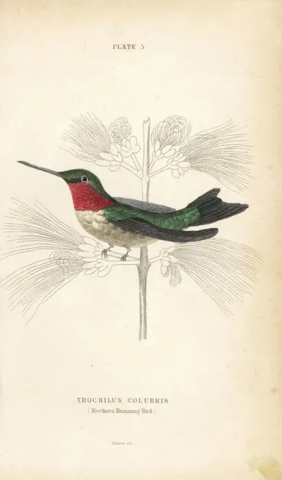 Framed Print : Ruby-throated hummingbird, Archilochus colubris