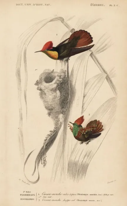Framed Print : Ruby-topaz hummingbird, Chrysolampis mosquitus