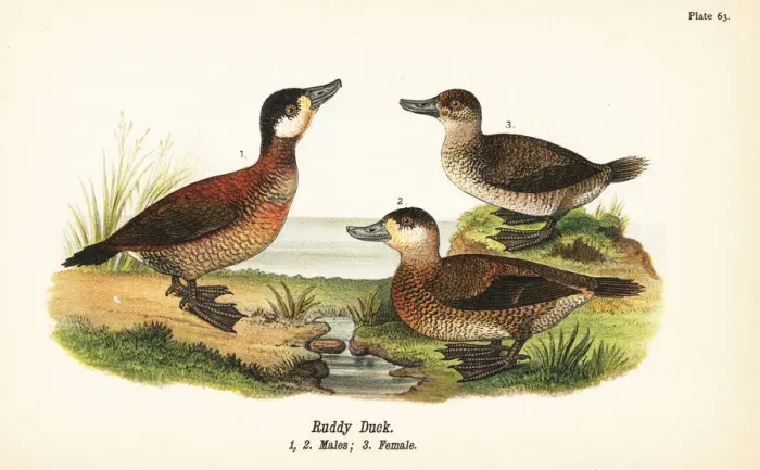 Framed Print : Ruddy duck, Oxyura jamaicensis Framed Print : Ruddy duck, Oxyura jamaicensis