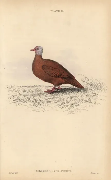 Framed Print : Ruddy ground dove, Columbina talpacoti Framed Print : Ruddy ground dove, Columbina talpacoti
