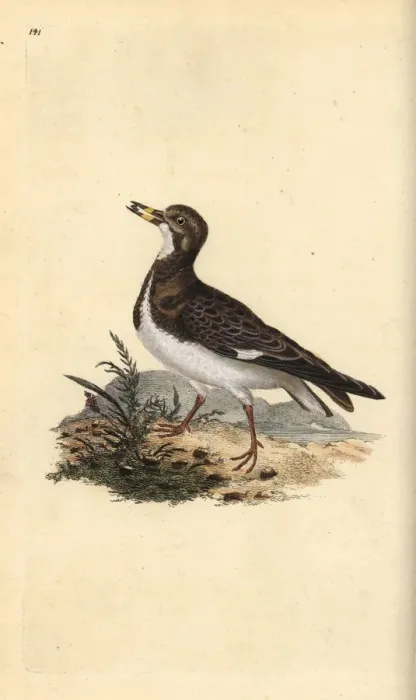 Framed Print : Ruddy turnstone, Arenaria interpres Framed Print : Ruddy turnstone, Arenaria interpres