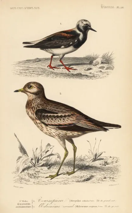 Framed Print : Ruddy turnstone, Arenaria interpres, and Eurasian Framed Print : Ruddy turnstone, Arenaria interpres, and Eurasian