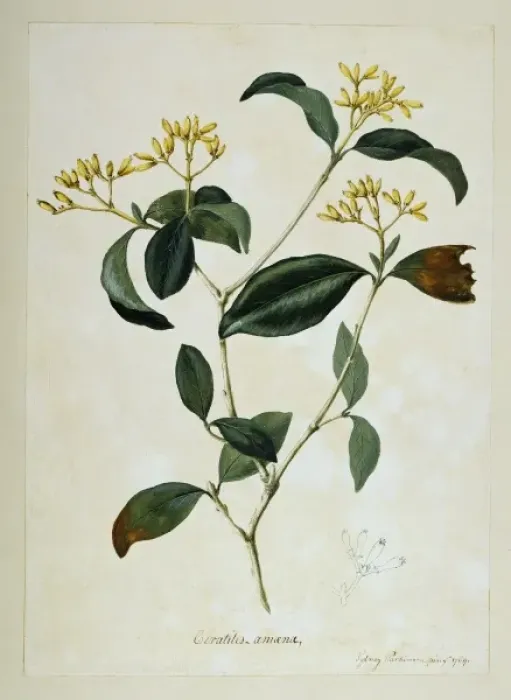 Framed Print : Rudgea eriantha Framed Print : Rudgea eriantha