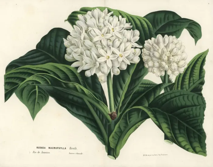 Framed Print : Rudgea macrophylla Framed Print : Rudgea macrophylla
