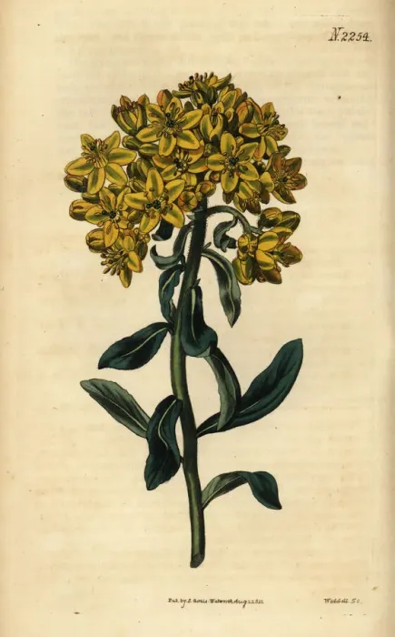 Framed Print : Rue, Ruta linifolia Framed Print : Rue, Ruta linifolia