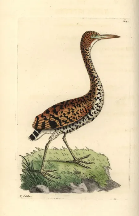 Framed Print : Rufescent tiger-heron, Tigrisoma lineatum Framed Print : Rufescent tiger-heron, Tigrisoma lineatum